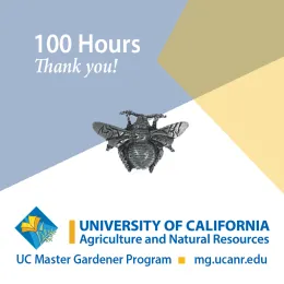 100 hour Bee pin