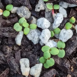 Clarkia amoena seedlings