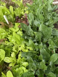 various greens ready for a plant sale