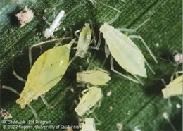 Aphids_UC.IPM_Wingless adults and nymphs_350_250px.jpg