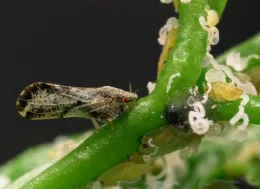 Asian Citrus Psyllid