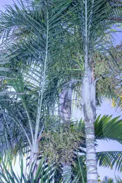 Chrysalidocarpus burtscherorum, type plant, cultivated Fullerton, California. © 2020 D. R. Hodel.