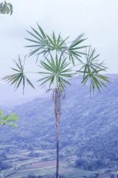 Coccothrinax rigida, at the type locality, Sagua de Tánamo, Holguín, Cuba. © 2017 D. R. Hodel.