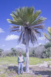 Copernicia × vespertilionum and Duanny Suárez Oropeza near Playa Bonita, La Sierpe, Sancti Spíritus, Cuba. © 2016 D. R. Hodel.