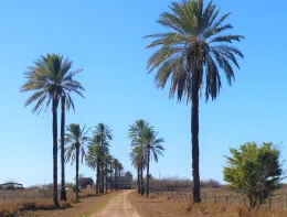 Relict date palms (Phoenix dactylifera) (Arecaceae) at former Winter Haven Experiment Station, Texas. © 2020 J. C. MacKnight.