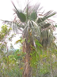 Copernicia yarey, La Mensura, Sierra de Nipe, Holguín, Cuba. © 2013 J. L. Gómez-Hechavarría.