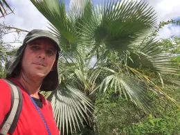 Yasiel Hernández with Copernicia hospita, type locality, Lomas de Santa Ana, Matanzas, Cuba. © Serie Moya 2101 (Photo by Yasiel Hernández).