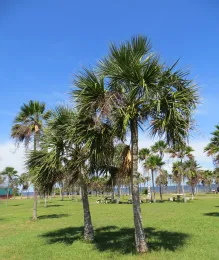 Sabal japa, Playa Bibijagua, Isla de la Juventud, Cuba. Serie Moya 1864c. ©2018 C. Moya López.