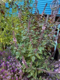 Vigorous African Blue basil plant in bloom