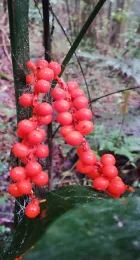 Infructescence of Chamaedorea pinnatifrons with red, ripe fruits, El Salvador. © 2024 Fundación Enrique Figueroa Lemus.