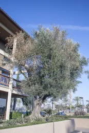 Olive tree in Lakewood, California showing classic symptoms of leaf scorch and branch dieback, which is not caused by Xylella. © 2014 D. R. Hodel.