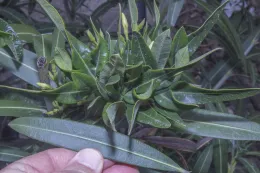 Bunchy, new shoot growth on Nerium oleander treated with palcobutrazol, Irvine, California. © 2019 D. R. Hodel.