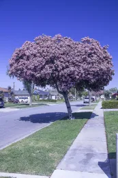 ×Rhaphiobotrya splendens ‘Montic’, a hybrid between Rhaphiolepis indica and Eriobotrya deflexa, makes a superb street tree, Bellflower, California. (type plant, Hodel 4001). © 2020 DR Hodel.