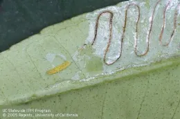 Citrus leafminer damage