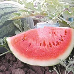 Watermelon_Sugar Baby_Territorial Seed Company