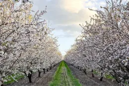 Almonds in Bloom