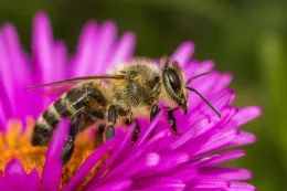 bee