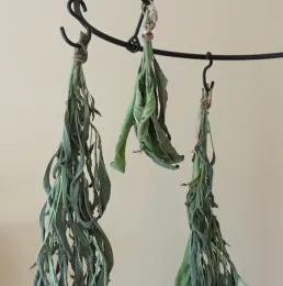room drying sage bundles