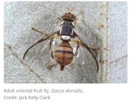 Oriental fruit fly