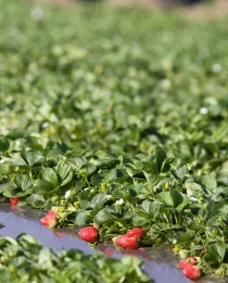 Strawberry Field