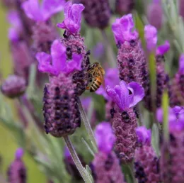 Lavender
