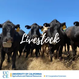 Black angus cattle with transmitter collars for e-fencing.