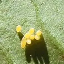Monarch eggs