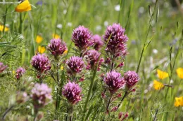 Purple owl's clover