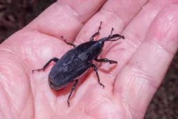 Adult South American palm weevils are large, black, and with a curved rostrum or beak, San Diego, California. © 2026 D. R. Hodel.