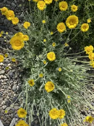 wild marigold