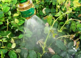 Forceful water spray to remove aphids