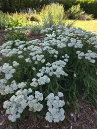 Achillea millefolium Sonoma Coast late June
