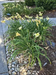 Daylilies (Hemerocallis)