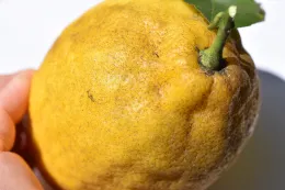 Light covering of sooty mold on a lemon