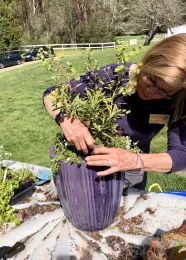 Gardener planting in a container