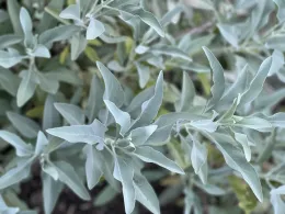 White sage