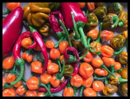 assorted peppers from my bucket garden