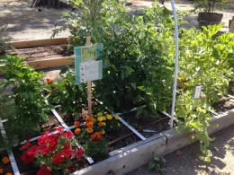 Square foot garden