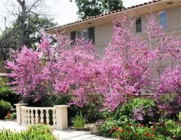 trees in bloom