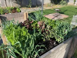 cool season veggie