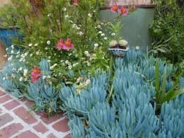 close up view of plants along a brick edging