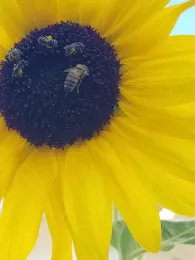 Sunflower with bees