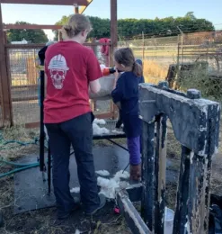 kids washing their Fair animal