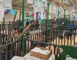 Santa Clara County Fair Livestock Pens