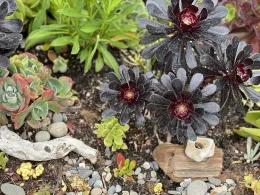 succulents and driftwood in a garden