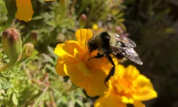 Honey bee on a yellow-orange marigold