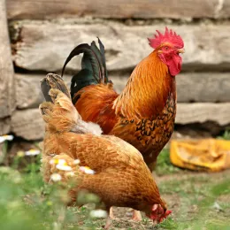 rooster and hen