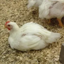 broiler chicken