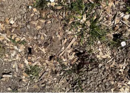 Vole Burrows