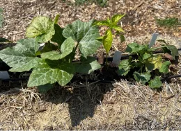 Vole damage